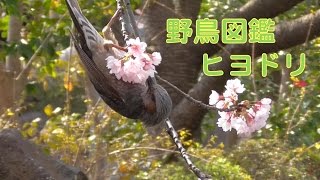 うごく野鳥図鑑　ヒヨドリ　Brown-eared Bulbul