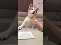 How fast can Fugui change his expression？🐶🥩 #alaskanmalamute #dog #shorts