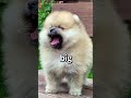 How BIG is this DOG 🤣 | Wholesome Animals