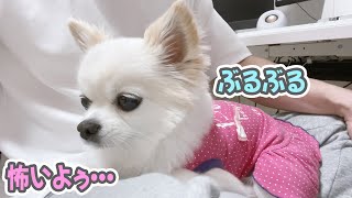 突然の雹（ひょう）や雷に震えて怯える犬