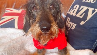 Dachshund Teddy prepares for Valentine's Day ❤️❤️❤️