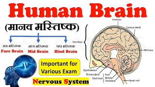 HUMAN BRAIN 🧠 COMPLETE INFORMATION 💯#humanbrain