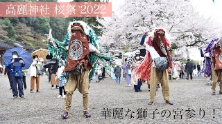 華麗に宮参り！高麗神社 桜祭 獅子舞 2022