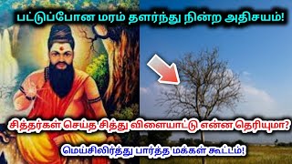 பட்டுப்போன மரம் வளர்ந்து நின்ற அதிசயம் ! சித்தர்கள் செய்த சித்து விளையாட்டு என்ன தெரியுமா ?