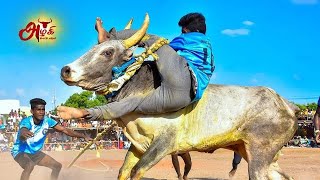 இரவியமங்களம் காளையின் சிறப்பான ஆட்டம் பனங்குடி வடம் மஞ்சுவிரட்டு