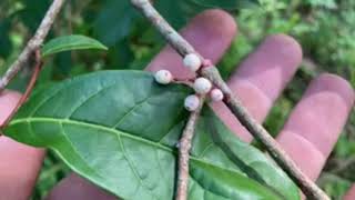 Best Tasting Red Jaboticaba are usually Fall Fruit