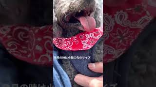 #いぬ #老犬 #メラノーマ#口腔内メラノーマ＃犬癌