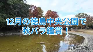 12月の徳島中央公園で秋バラ鑑賞！