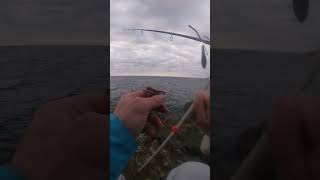 How to Hook a Lugworm 🎣🎣🎣 #fishing #fishingvideo