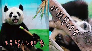 圓圓許願洞前狂嗑筍子，圓寶熟睡沒發現|熊貓貓熊The Giant Panda Yuan Yuan and Yuan Bao|台北市立動物園