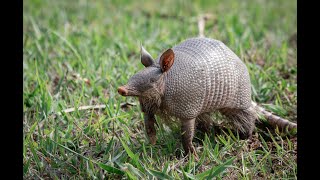 Nine facts about nine-banded armadillos