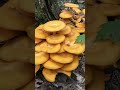 2 poisonous wild mushrooms to avoid