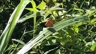 ニイタカアカシジミ / Japonica patungkoanui 台湾 花蓮県碧緑神木 2018/07/01 Bilu Shenmu Hualien, Butterfly of Taiwan