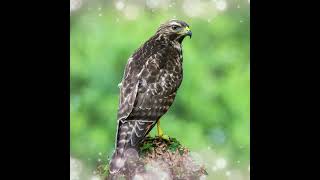 Suara Burung,Bird Song Broad Winged Hawk (Buteo Platypterus) Wild Birds Natural di Alam Liar #Shorts