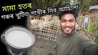 মামা হতৰ গৰুৰ খুটিত গাখীৰ নিব আহিলো 🐂#mrbarman