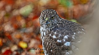 Accipiter cooperii  COOPER'S HAWK short compilation 3047408