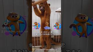 立ち尽くしてます。このステッカーと曲の映画を見てキンカジューをお迎えすると決めました #kinkajou #エキゾチックアニマル #キンカジュー #vivo #exoticpet