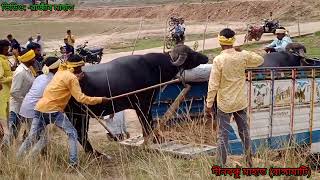 মিশিরডি সন্তোষ মাহাত আসরে পরা জয়ী হওয়ার পর দীনবন্ধু মাহাত কাড়া গাড়িতে ওঠার মূহূর্তে  2024