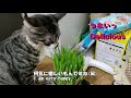 112　【上達】猫草を上手く食べるようになったた猫　 advanced cats that have come to eat cat grass well