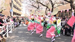 小金井さくら連第29回 馬込文士村大桜まつり 桜並木通り 流し踊り～演舞