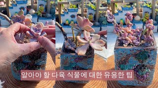 알아야 할 다육 식물에 대한 유용한 팁 - 13 부