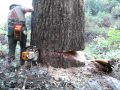falling a bigger sugar pine
