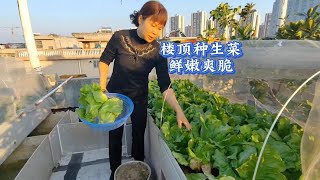 楼顶菜园冬季好吃又易种的2种蔬菜，生菜和油麦菜