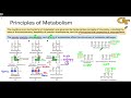 24.03 principles of metabolism