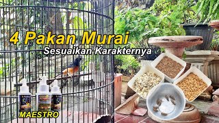 Tips pemberian PAKAN TERBAIK MURAI BATU sesuai karakternya