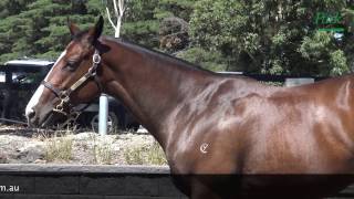 2017 Inglis Premier Pierro x Flokkati