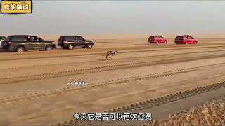 中东土豪精心喂养的猎犬-灵缇犬，顶级猎犬之间的比赛！