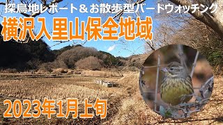 横沢入里山保全地域の探鳥地レポートです　アオジ・カシラダカ・ホオジロ、ガサガサ軍団絶好調！　2023年1月上旬