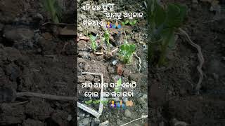 ଗଛ 🌱🌱🌱🌱🤱🙏🏼 ଆମ ଜୀବନ 🤱🤲🏼🌱 ଆସ ଆମେ ସବୁ ଏକାଠି ହୋଇ ଗଛ ଲଗାଇବା 🙏🏼🤱🌱🌱🌱