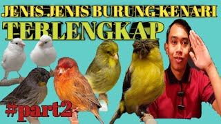 #part2  Jenis Jenis Burung Kenari Terlengkap || Beserta Penjelasan ||