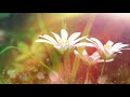 Peaceful music, Relaxing music, Instrumental music 