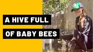 A Hive Full of Baby Bees