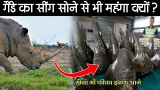 आखिर क्यों गेंडे का सींग होता है सोने से भी महंगा? | Why Are Rhino Horns Worth More Than Gold?