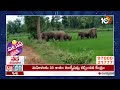 elephants hal chal manyam district patas news ఆగమాగమైతున్నరు మన్యం జిల్లా జనాలు 10tv