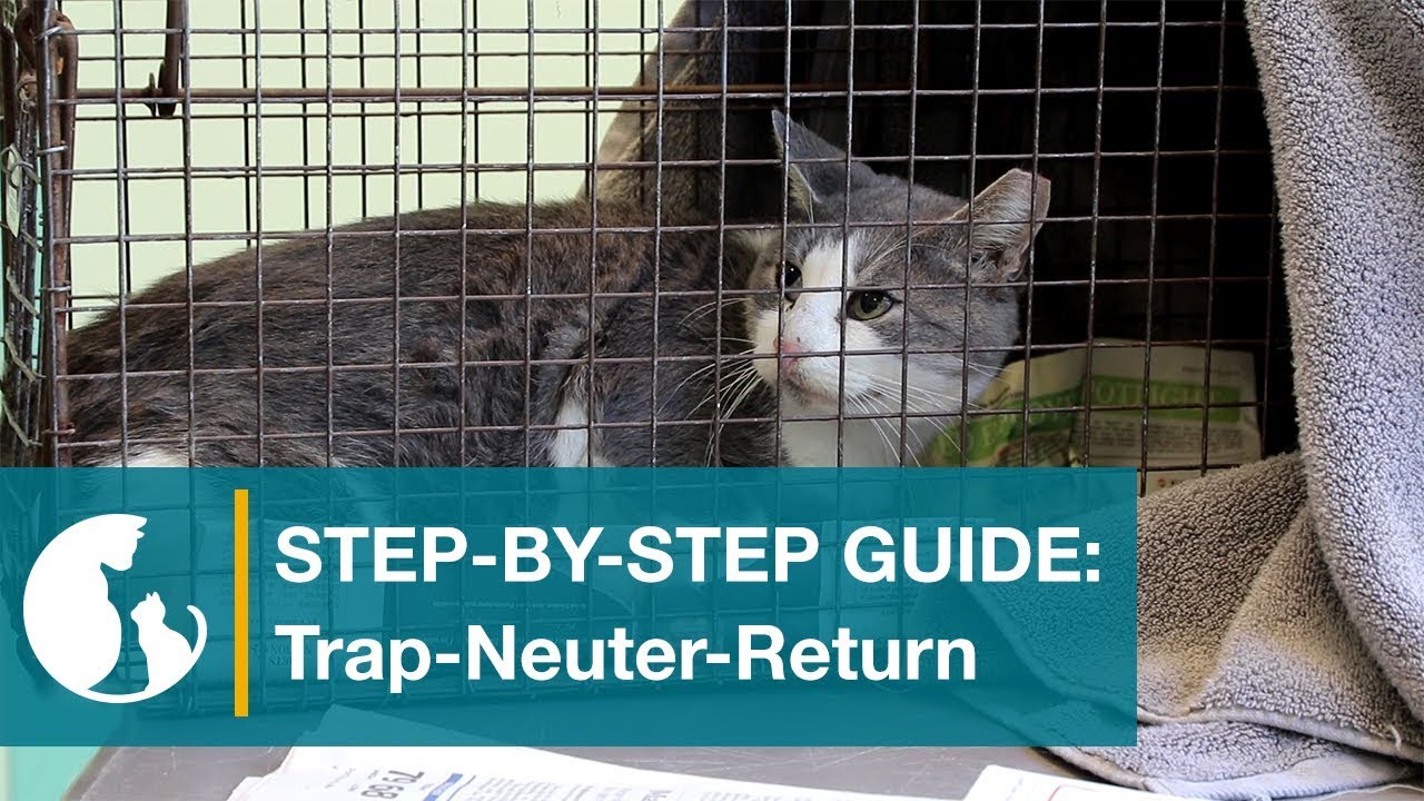 Step By Step Guide Trap Neuter Return Housepetscare