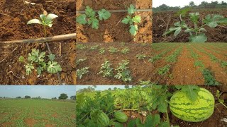 தர்பூசணி சாகுபடி செய்வது எப்படி ?| watermelon cultivation | mulching process #watermelon #juice