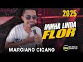 marciano cigano 2025 minha linda flor