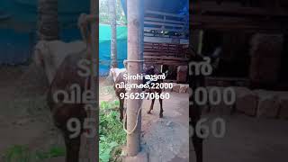 Goat for sale in Kerala. malappuram, tirur | sirohi male goat for sale | contact :9562970660