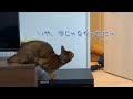 狙いを定めてクラウチングスタートする猫がいました