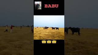 Babu akkalkot 👑 king #akkalkotking #buffalo #trending #hela #youtube