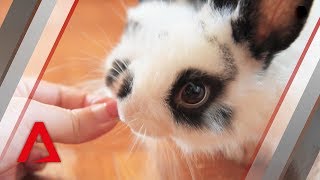 Bunny Wonderland: A sanctuary for rescued rabbits in Singapore