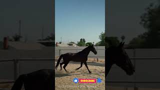 Horse Running #shorts #youtubeshorts #viralshort #viralvideo #new #ad #subscribe #viral #bts #reels