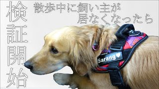 【我が家もやってみた】散歩中に突然飼い主がいなくなった時の愛犬の反応ｗ