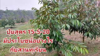 ปุ๋ยสูตร 15-5-20 มีประโยชน์อย่างไรกับสวนทุเรียน