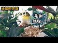 母愛之偉大 綠繡眼育雛記