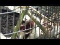 Coquerel's Sifakas Resting at the Baltimore Zoo - in 4K Ultra HD